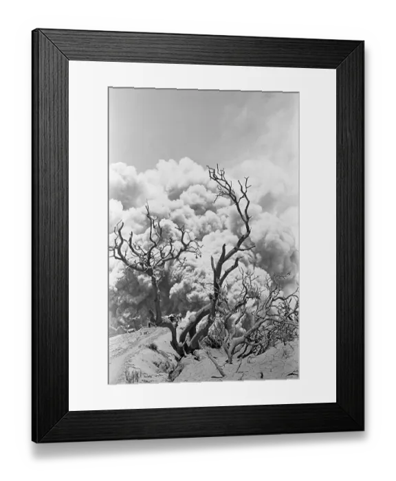 Framed Print : Tree Buried in Volcanic Ash, Costa Rica Framed Print : Tree Buried in Volcanic Ash, Costa Rica