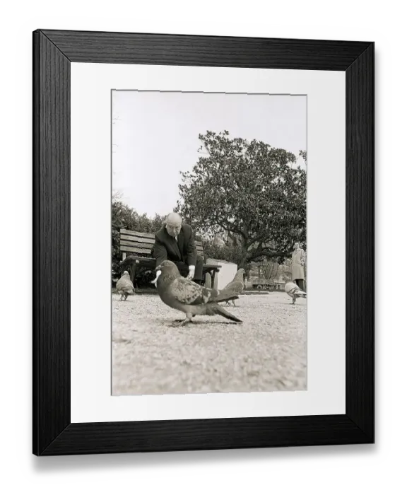 Framed Print : Alfred Hitchcock Feeding Pigeons Framed Print : Alfred Hitchcock Feeding Pigeons