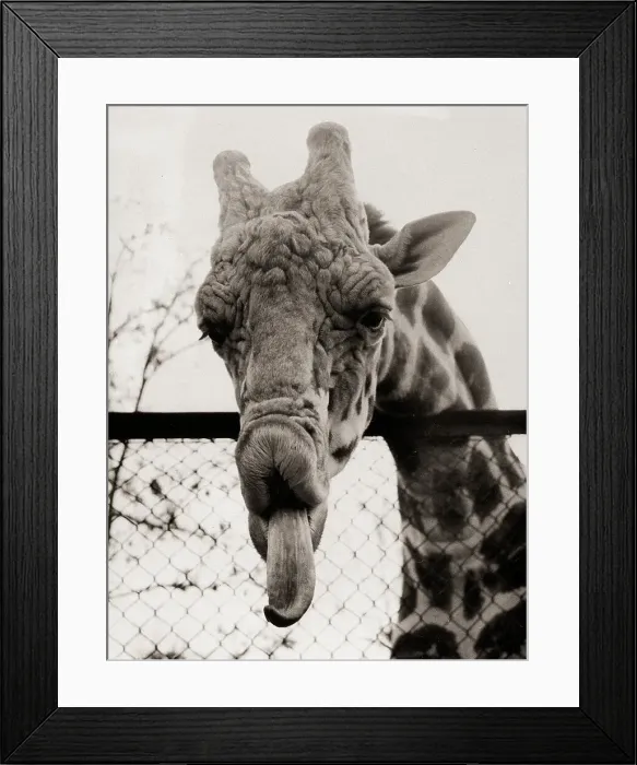 Framed Print : Giraffe Sticking Out Tongue