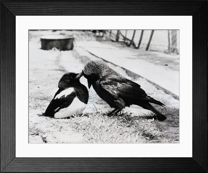 Framed Print : Magpie Preening Blackbird Framed Print : Magpie Preening Blackbird