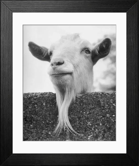 Framed Print : Goat Looking over Fence Framed Print : Goat Looking over Fence