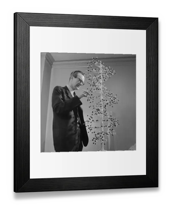 Framed Print : Maurice Wilkins Studying DNA Molecular Structure Framed Print : Maurice Wilkins Studying DNA Molecular Structure
