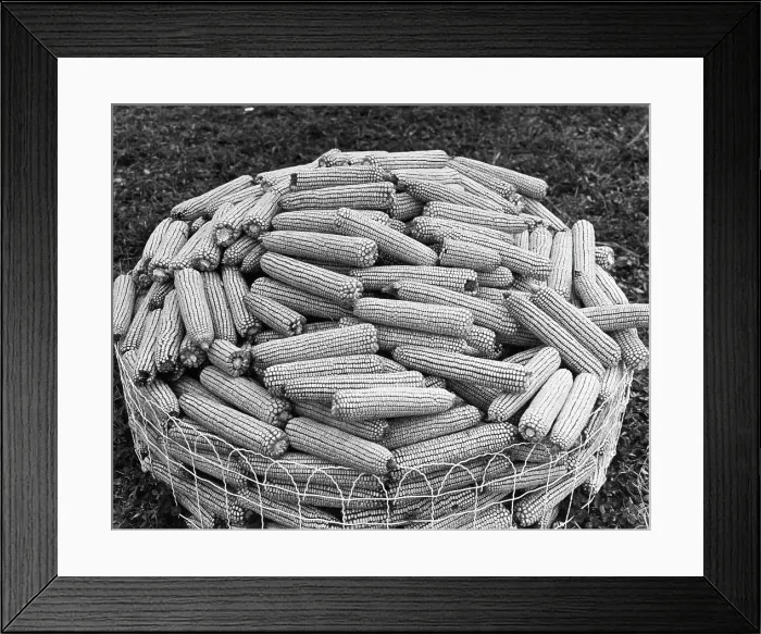 Framed Print : Hybrid Corn Framed Print : Hybrid Corn