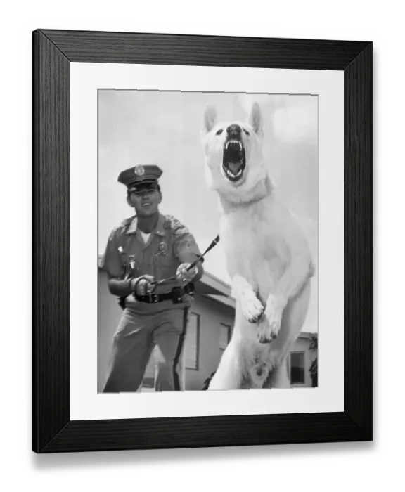Framed Print : Prowling Growl Framed Print : Prowling Growl