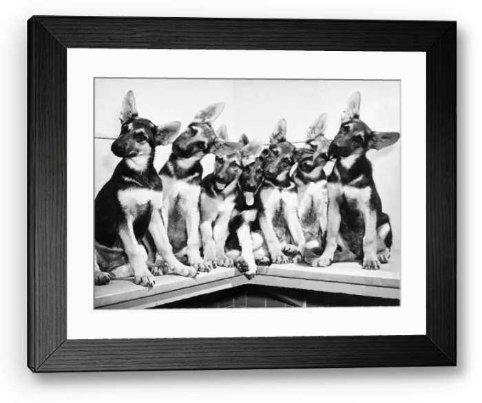 Framed Print : Seven Posing German Shepherd Puppies Framed Print : Seven Posing German Shepherd Puppies