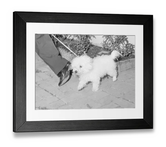 Framed Print : Marilyn Monroe's Dog Framed Print : Marilyn Monroe's Dog