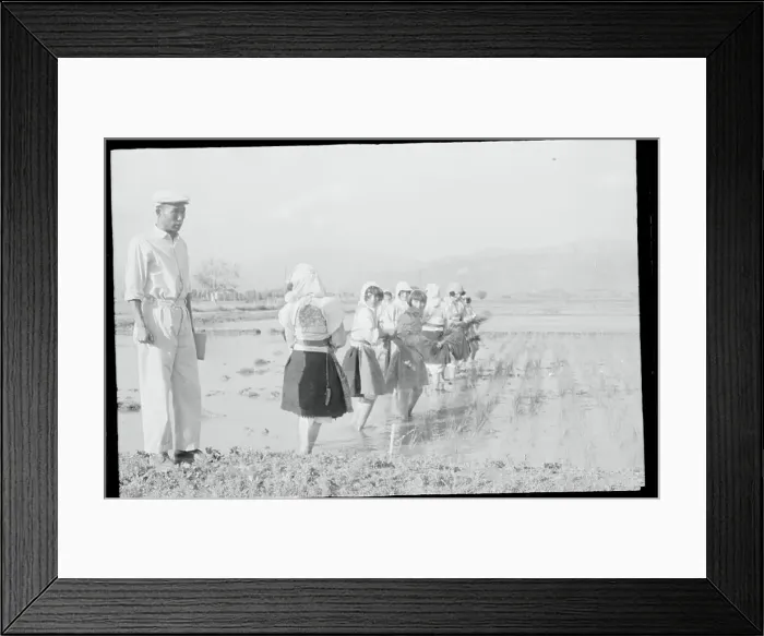 Framed Print : Rice Farmer Training Young Girls Framed Print : Rice Farmer Training Young Girls