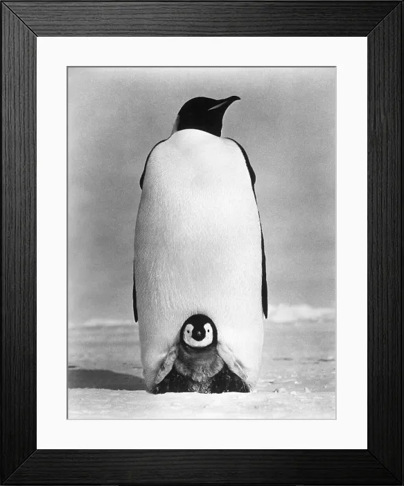 Framed Print : Baby Penguin Nestling Under Parent Framed Print : Baby Penguin Nestling Under Parent