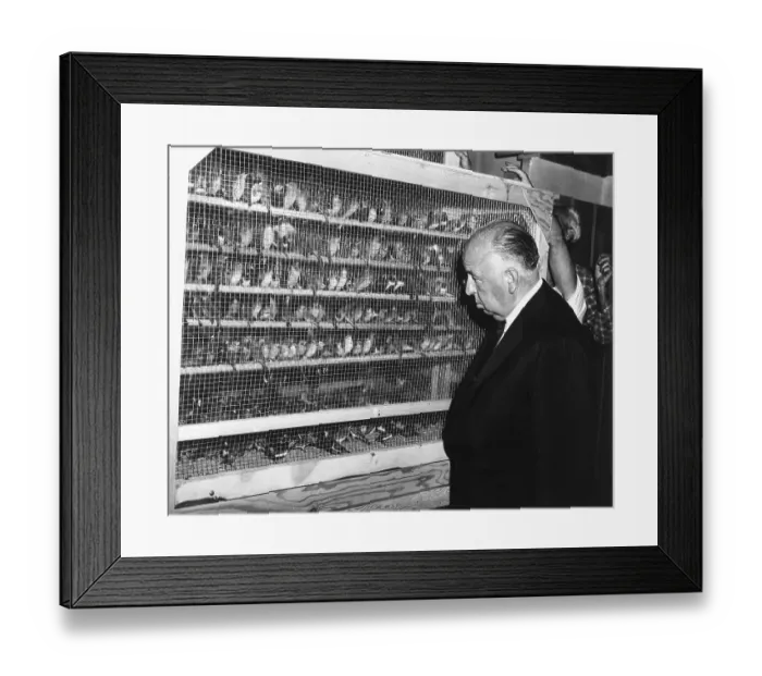 Framed Print : Director Alfred Hitchcock Inspects Finches for The Birds Framed Print : Director Alfred Hitchcock Inspects Finches for The Birds