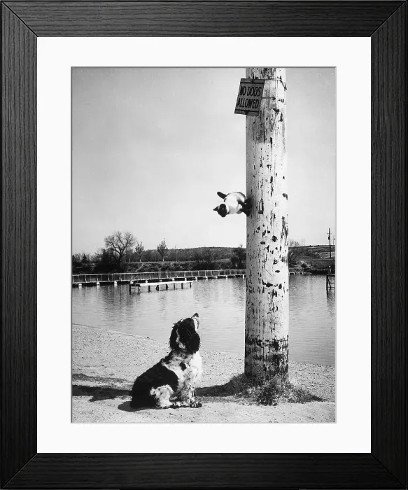 Framed Print : Cat Escaping Dog Up Pole on Beach Framed Print : Cat Escaping Dog Up Pole on Beach