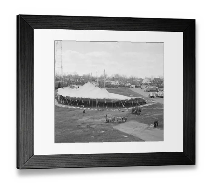 Framed Print : Elephant on Site to Raise Amusement Park Tents Framed Print : Elephant on Site to Raise Amusement Park Tents