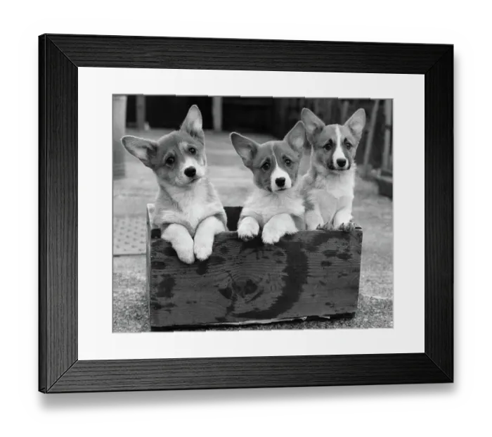 Framed Print : Three Corgi Puppies Standing in a Box Framed Print : Three Corgi Puppies Standing in a Box