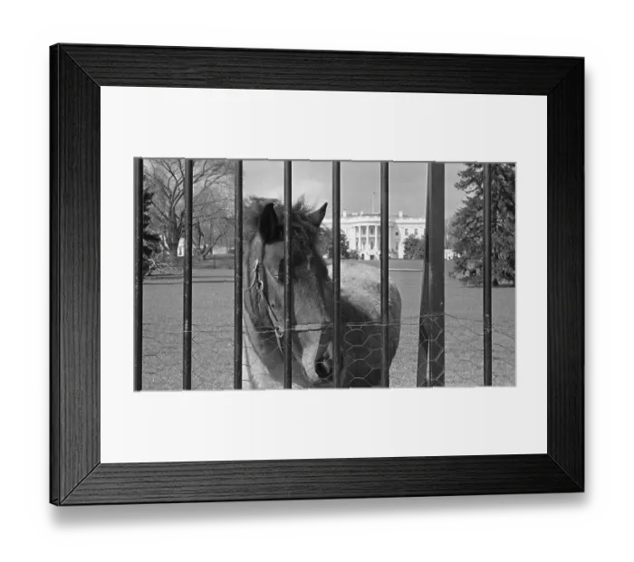 Framed Print : Young Horse Standing Behind Fence Framed Print : Young Horse Standing Behind Fence