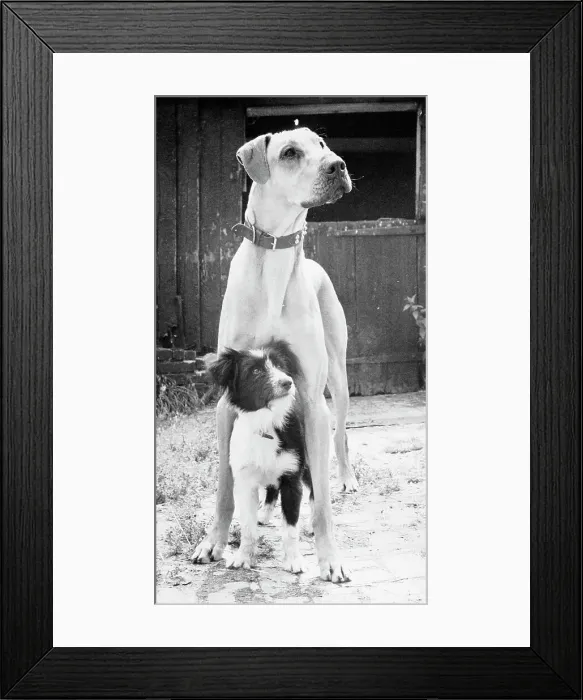 Framed Print : Small Dog Standing Under Great Dane Framed Print : Small Dog Standing Under Great Dane