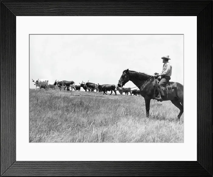 Framed Print : Texas Cattle Drive Framed Print : Texas Cattle Drive