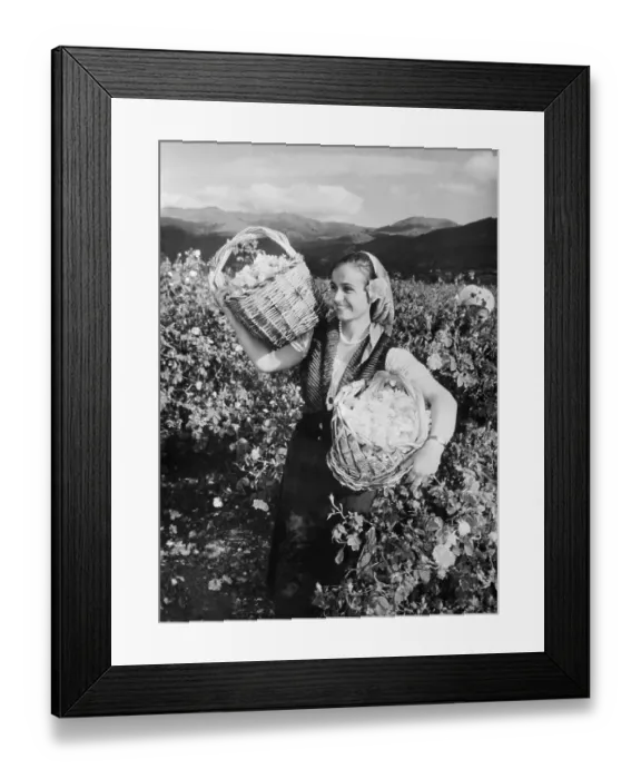 Framed Print : Woman Picking Roses in Bulgaria Framed Print : Woman Picking Roses in Bulgaria