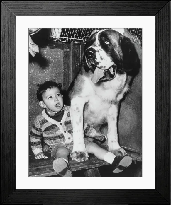 Framed Print : Richmond Championships Dog Show Framed Print : Richmond Championships Dog Show