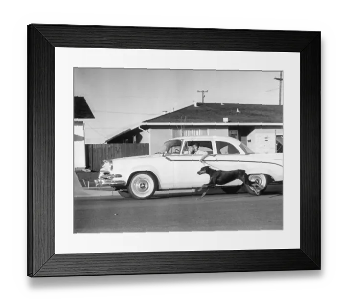 Framed Print : Woman Walking Her Dog While Driving Framed Print : Woman Walking Her Dog While Driving