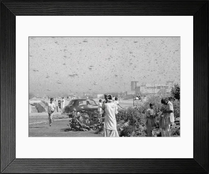 Framed Print : Insect Filled Sky over People in Street Framed Print : Insect Filled Sky over People in Street