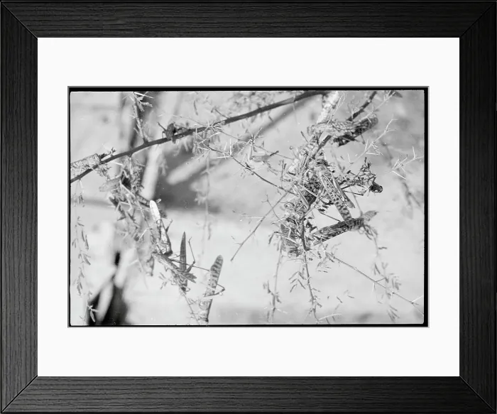 Framed Print : Insects Covering Tree Limbs Framed Print : Insects Covering Tree Limbs