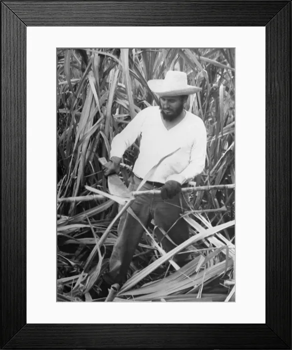 Framed Print : Prime Minister Fidel Castro Working in Sugar Cane Field Framed Print : Prime Minister Fidel Castro Working in Sugar Cane Field