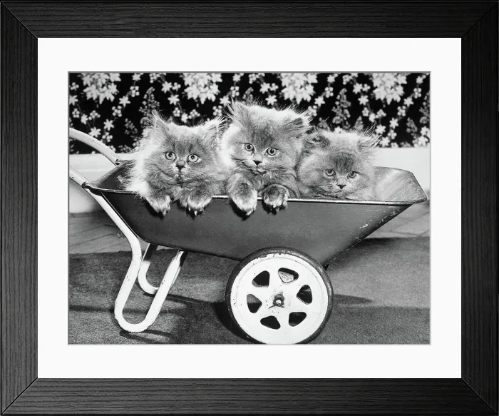 Framed Print : Three Persian Kittens in a Toy Wheelbarrow Framed Print : Three Persian Kittens in a Toy Wheelbarrow