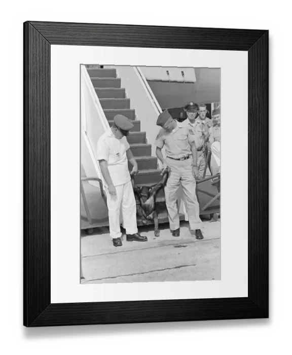 Framed Print : Air Force Men Escorting Chimp Astronaut Framed Print : Air Force Men Escorting Chimp Astronaut