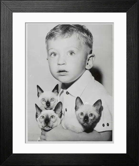 Framed Print : A Child With Three Cats Framed Print : A Child With Three Cats