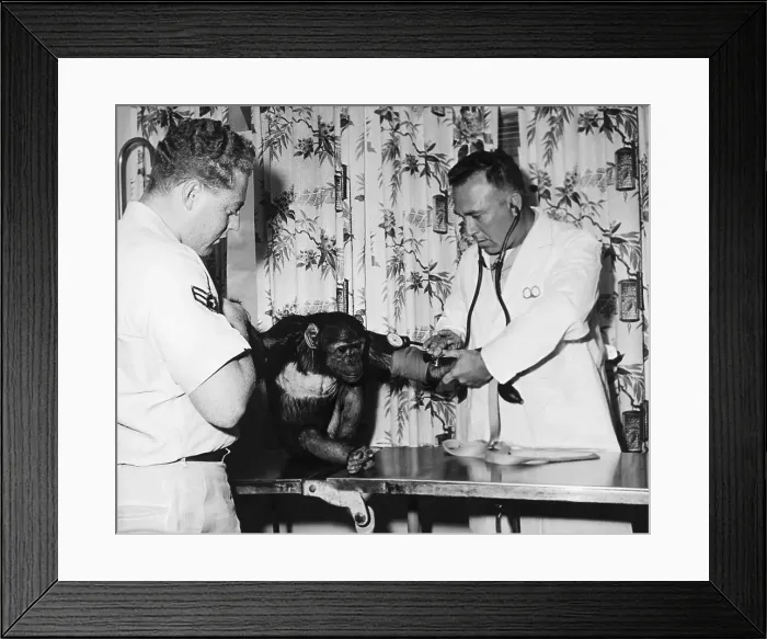 Framed Print : Veterinarian Examining Space Chimp Framed Print : Veterinarian Examining Space Chimp