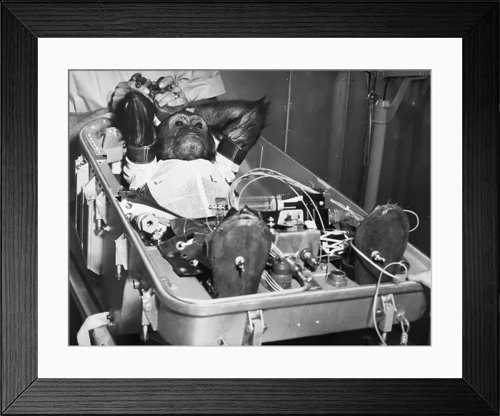 Framed Print : Chimpanzee Strapped in and Wired for Space Exploration Framed Print : Chimpanzee Strapped in and Wired for Space Exploration