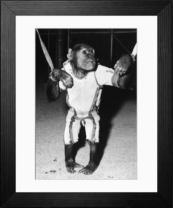 Framed Print : Spacesuited Chimpanzee Held Up Framed Print : Spacesuited Chimpanzee Held Up