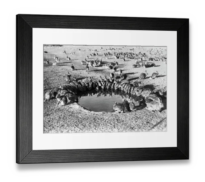Framed Print : Wild Rabbits Drinking at Water Hole