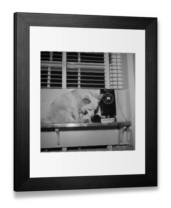 Framed Print : Pushinka a Pet of Caroline Kennedy Framed Print : Pushinka a Pet of Caroline Kennedy