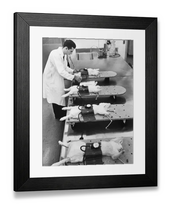 Framed Print : Rabbits in Blood Pressure Test Framed Print : Rabbits in Blood Pressure Test