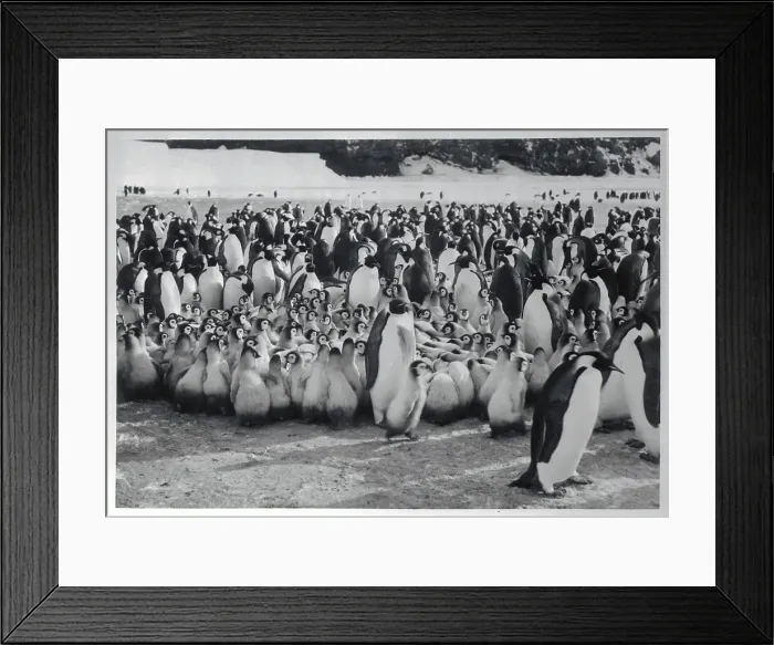 Framed Print : Shore Full of Penguins