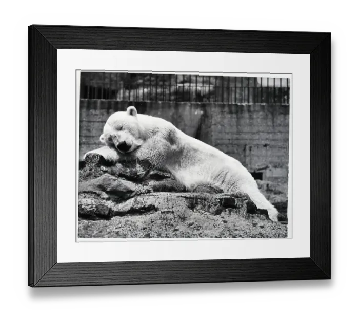 Framed Print : Polar Bear Sleeping in London Zoo Framed Print : Polar Bear Sleeping in London Zoo