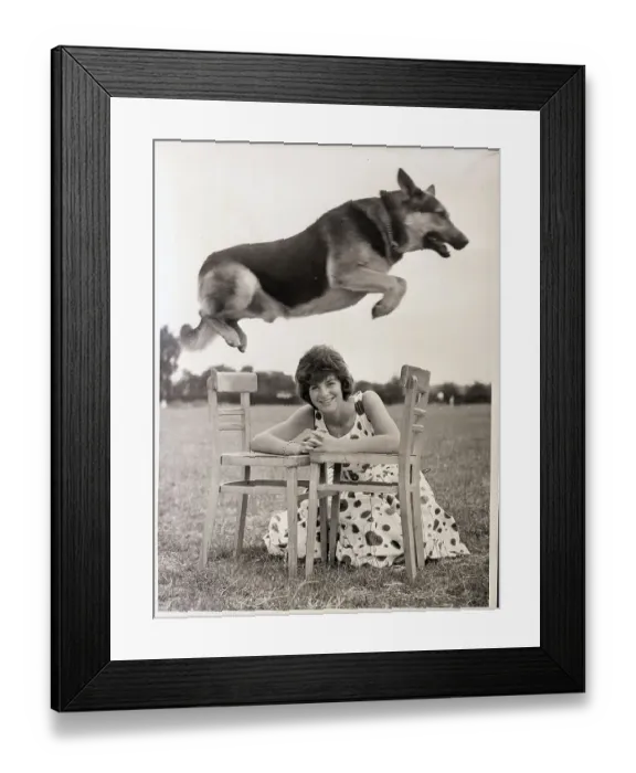 Framed Print : Dog Jumps Over Woman and Chairs in Field Framed Print : Dog Jumps Over Woman and Chairs in Field