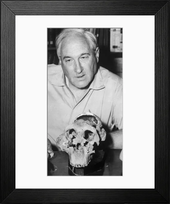 Framed Print : Dr. L.S.B. Leakey Examining Ancient Human Skull Framed Print : Dr. L.S.B. Leakey Examining Ancient Human Skull