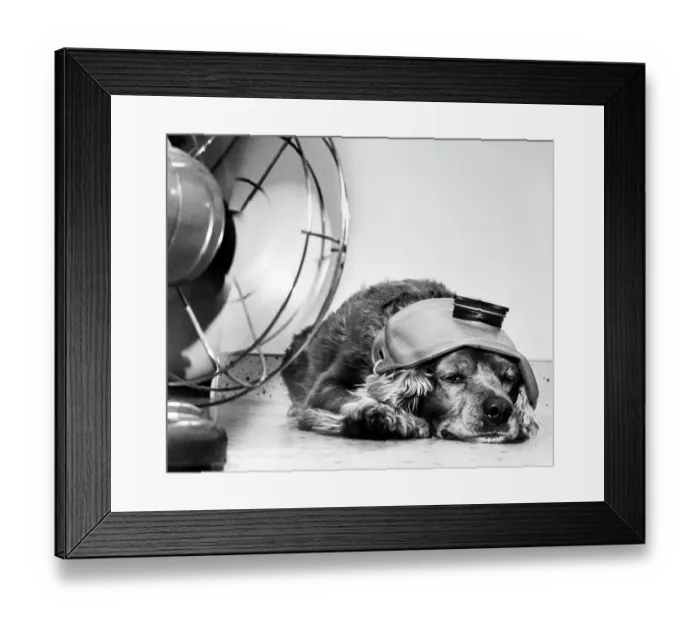 Framed Print : Cocker Spaniel Keeping Cool with Electric Fan Framed Print : Cocker Spaniel Keeping Cool with Electric Fan