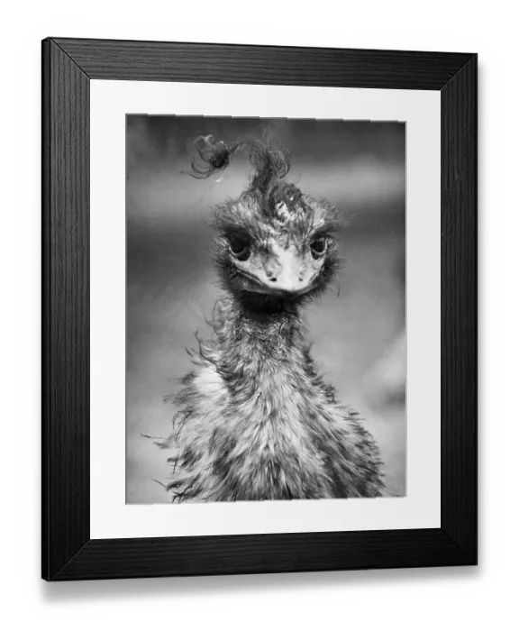 Framed Print : Baby Emu. (Original Caption) 6 / 21 / 1961-London Framed Print : Baby Emu. (Original Caption) 6 / 21 / 1961-London