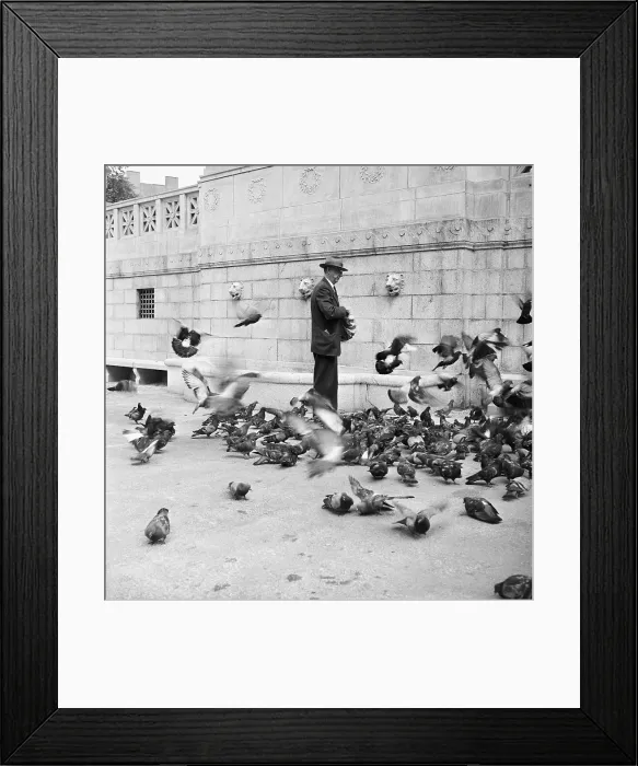 Framed Print : Man Feeding Pigeons in Boston