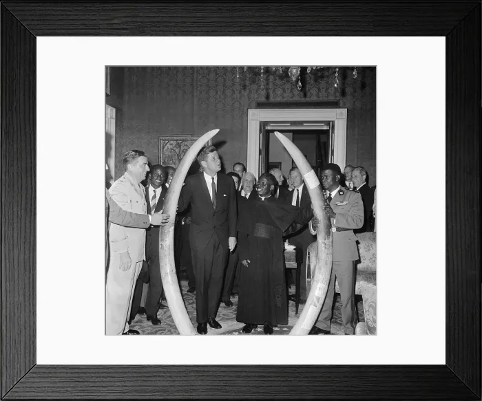 Framed Print : John F Kennedy and Fulbert Youlou Standing with Elephant Tusks Framed Print : John F Kennedy and Fulbert Youlou Standing with Elephant Tusks