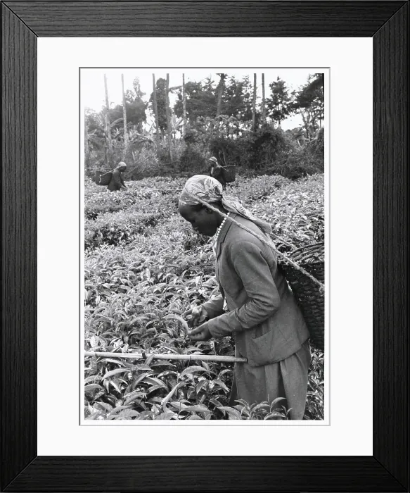 Framed Print : Woman Pruning Tea Shrubs Framed Print : Woman Pruning Tea Shrubs