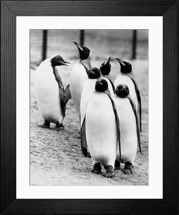 Framed Print : Penguins At Whipsnade Zoo Framed Print : Penguins At Whipsnade Zoo