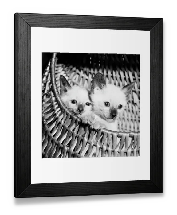 Framed Print : Siamese Kittens in Basket Framed Print : Siamese Kittens in Basket