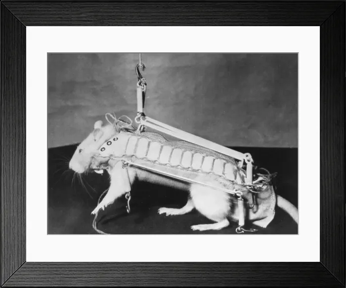 Framed Print : Rodent Regalia Framed Print : Rodent Regalia