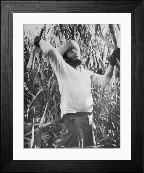Framed Print : Fidel Castro Working in Sugar Cane Field Framed Print : Fidel Castro Working in Sugar Cane Field