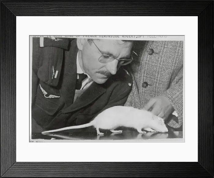 Framed Print : Lab Worker Observing Rat on Table Framed Print : Lab Worker Observing Rat on Table