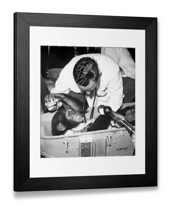 Framed Print : Veterinarian Examining a Chimpanzee
