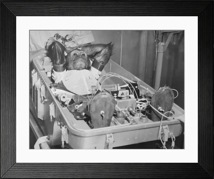 Framed Print : Apple Reward for Ham The Space Chimp Framed Print : Apple Reward for Ham The Space Chimp